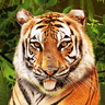 game logo